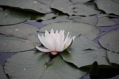 《终结者：反抗军》新DLC实机预告片发布